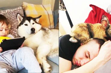 Cute Funny Dog🐶 And Rabbit🐰 Loving Moment With Reaction🙄