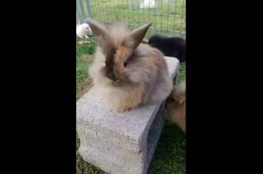 17 Baby Bunnies Playing, and Taking Rabbits on a Walk on Leash!