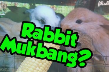Cute Baby Rabbit eating sweet corn | MUKBANG | Tandek Rabbit Farm