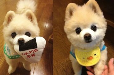 Baby Dogs - cute videos #2 | Dogs videos