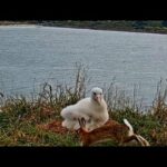 Royal Cam Albatross ~ Peter Rabbit Hops By! 😂 Pippa Clacks & Defends Her Nest! 3.25.20