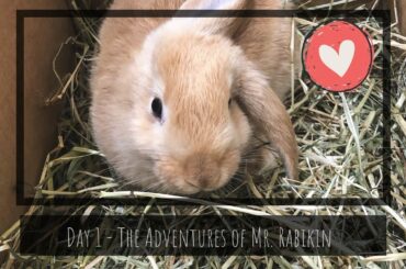 Mr. Rabikin - Day 1 - Cute Rabbit