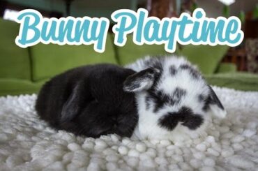 Baby Bunny Playtime
