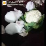 One month baby bunnies eating Coliflower vegetable