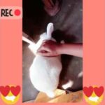 Meet My Adorable Bunny (Kutu and Baby)