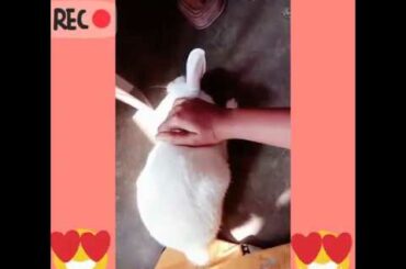 Meet My Adorable Bunny (Kutu and Baby)