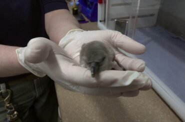 Fluffy Baby Penguin Chick Makes its First Peeps