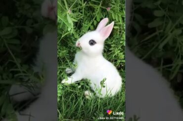 This cute bunny is so cute