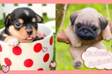 💗Cutest baby animals Videos Compilation cute moment of the animals   Cutest Animals #006