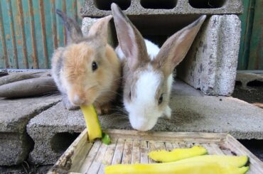 Rabbits eating mangoes asmr | bunny cute eating asmr