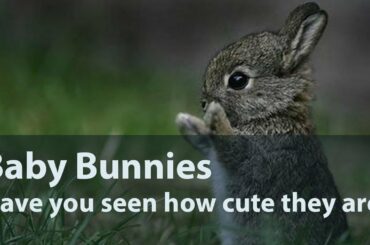Cutest Baby Bunny Compilation!