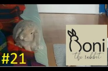 Cute Bunny hopping around! | Roni The Rabbit |