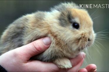 Smallest rabbit in the world || Cutest
