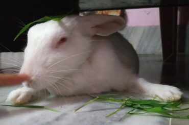 Quarantine got me feeling like🎭🏡 lazy bunny|| cute bunny||