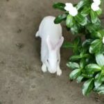 The Cute Rabbit 🐰