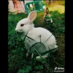 Cute rabbit n