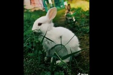 Cute rabbit n