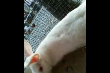 #cute rabbit🐰🐇