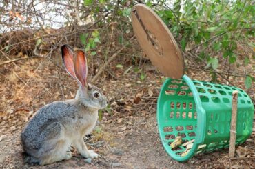 Creative Rabbit Trap using Plastic Basket that Work