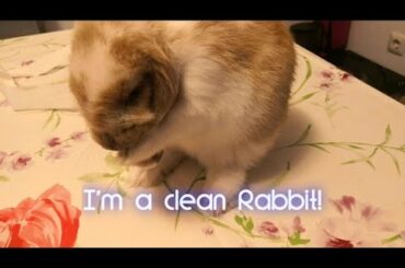 Super Bunny cleaning his face, Lop eared bunny