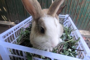 Rabbits eating tropical | asmr eating bunny cute | weloverabbit