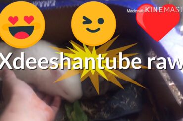 Cutest baby bunnies ever