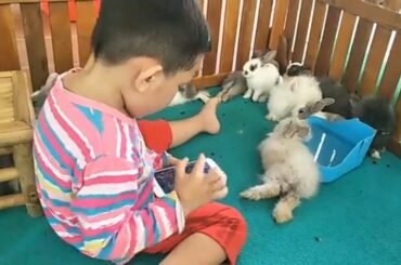 ASMR Rabbit Destroys Lettuce Leaf Bigger Than He Is Rabbit Eating ウサギ好きなサラリーマンの休日  1