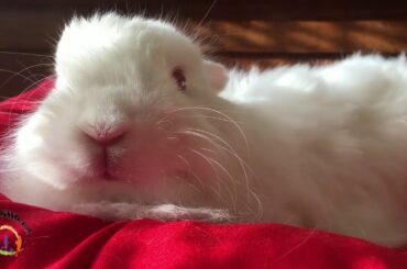 Cute & adorable bunnies.