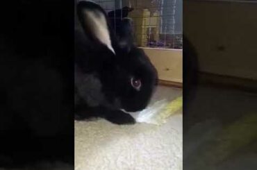 Cilantro the cutest black rabbit