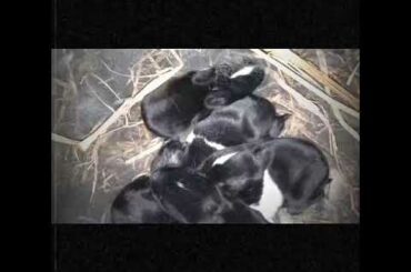 Baby Rabbits growing Day 1-20