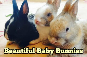 Funny Bunnies || Beautiful Baby Bunnies || Adorable Bunnies