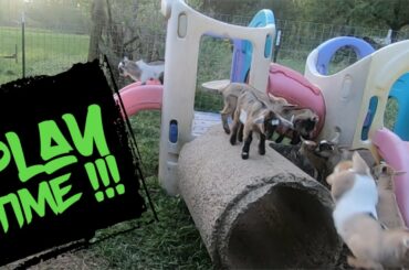 Kids Playing / Rabbit  Colony