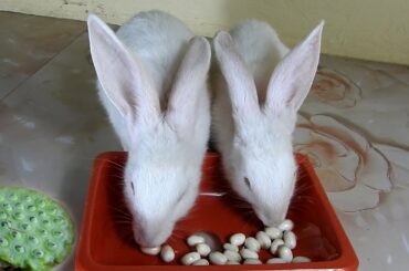 Cutest Rabbits PomPom & PoyPoy eating Lotus​ nuts