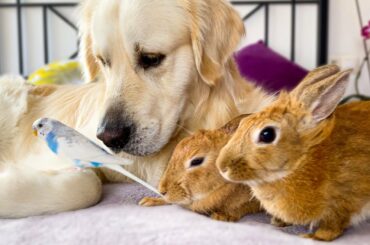 Golden Retriever Dog, Cute Rabbits and Little Budgie - Amazing Pets Friendship!
