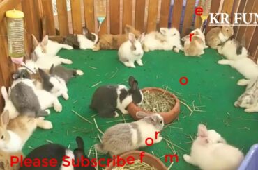 Cute Rabbit Farming | Cute Baby