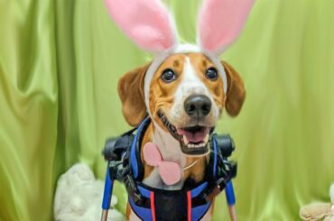 Disabled Dog Wins 2020 Cadbury Bunny Contest!!!!!
