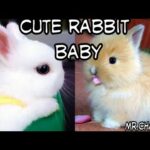 Cute rabbit baby || #indianwhiterabbit #mrchauhan8140 #rabbit baby