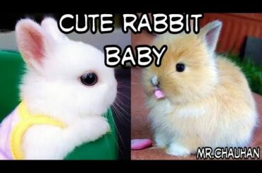Cute rabbit baby || #indianwhiterabbit #mrchauhan8140 #rabbit baby