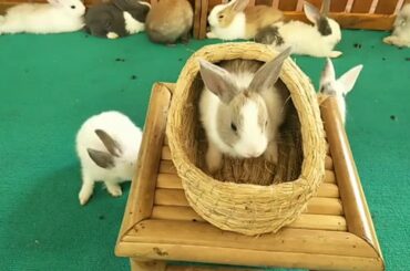 Rabbit eating berries ASMR ウサギ好きなサラリーマンの休日