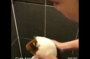 baby rabbit bathing ......ducks swimming