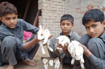 Rabbits A funny and cute Bunny video completion//Pak channel
