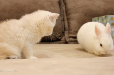 Bunny Neytiri arrived on the planet of Coco's kitten 😍   YouTube 1080p