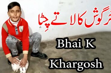 Rabbit For Bhai Jaan - bhai k tamashy - Baby Animal Video Compilation 2020 - Cute Rabbit in punjabi