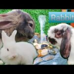#RabbitJenny Daily Life Rabbit Jenny Today is 83 days old Smart cute cute🐇😘🐰 HD  720p