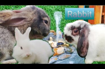 #RabbitJenny Daily Life Rabbit Jenny Today is 83 days old Smart cute cute🐇😘🐰 HD  720p