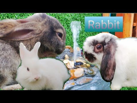 #RabbitJenny Daily Life Rabbit Jenny Today is 83 days old Smart cute cute🐇😘🐰 HD 720p #RabbitJenny Daily Life Rabbit Jenny Today is 83 days old Smart cute cute🐇😘🐰 HD 720p