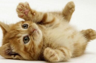 kittens and bunnies cutest  moments