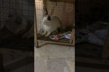 Cute Bunny- KillerOof