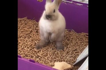 Cute Bunny Name Eden