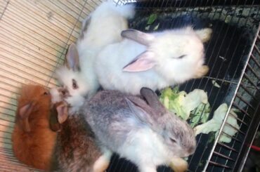 my cute pets..baby rabbits  in pampanga